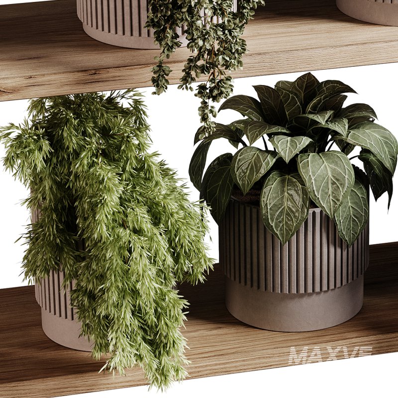 indoor plants 98- Hanging indoor plant - Image 2