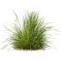 ntal grasses—**Nassella tenuissima**, also known as Mexican Feather Grass, and **Carex elata ‘Aurea’**, a golden sedge celebrated for its radiant chartreuse foliage. - Thumbnail 5