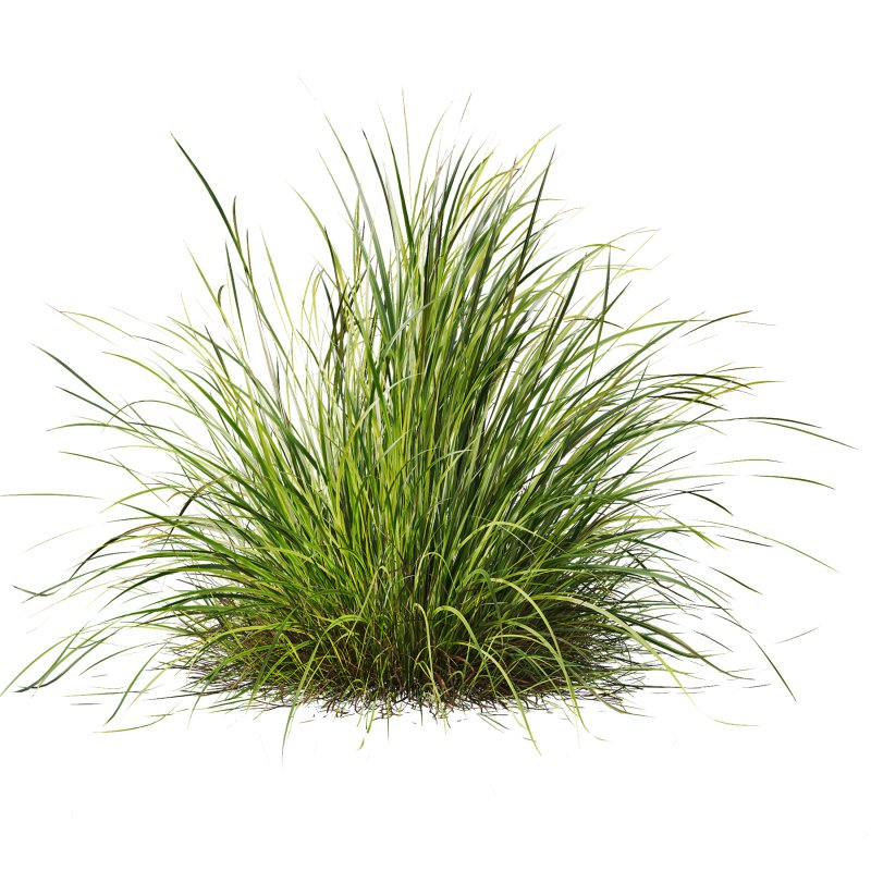 ntal grasses—**Nassella tenuissima**, also known as Mexican Feather Grass, and **Carex elata ‘Aurea’**, a golden sedge celebrated for its radiant chartreuse foliage. - Image 5