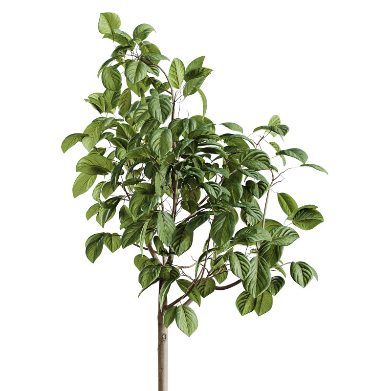 AV Indoor Plants Set 262 Japandi Ficus Dracaena Marginata and Areca Majesty Cat Reed Palm - Image 1