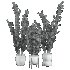 potted plants - Thumbnail 4