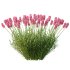 plant Grass Flower Lavandula pedunculata 02 - Thumbnail 6