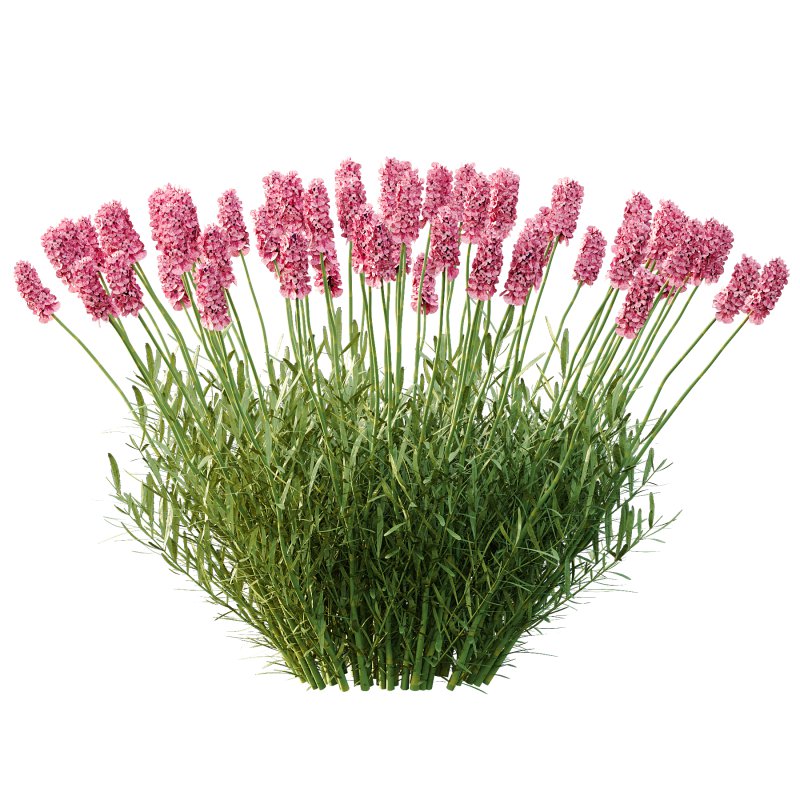 plant Grass Flower Lavandula pedunculata 02 - Image 6