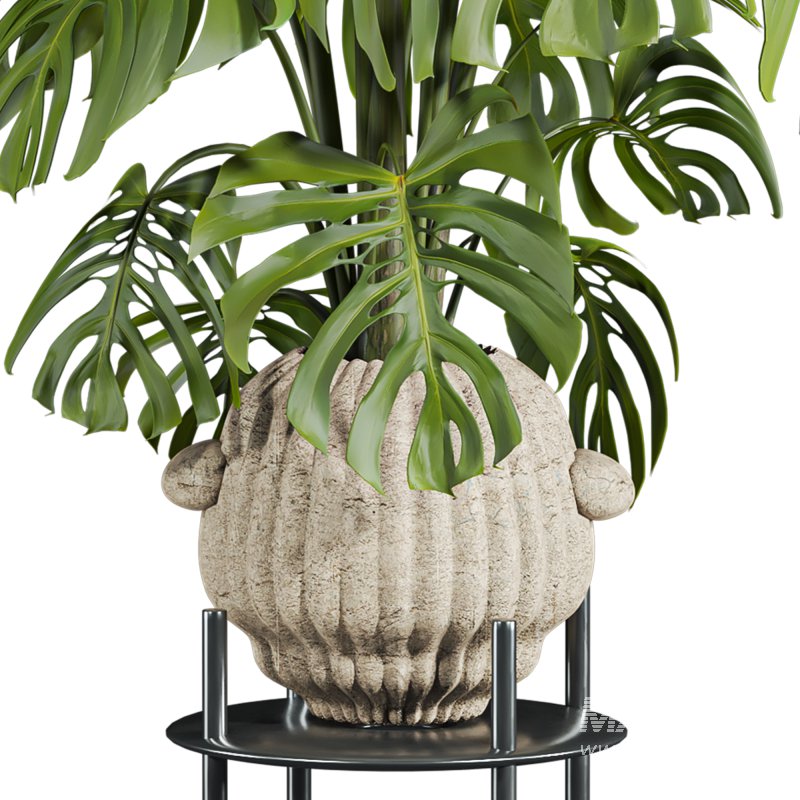 monstera plant - Image 2