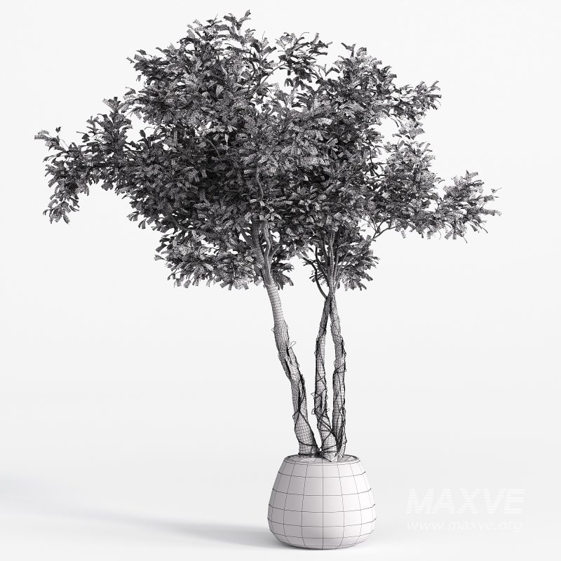 Indoor plant set 03 - Image 2