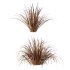 Carex Elata Aurea Grass 04 - Thumbnail 2