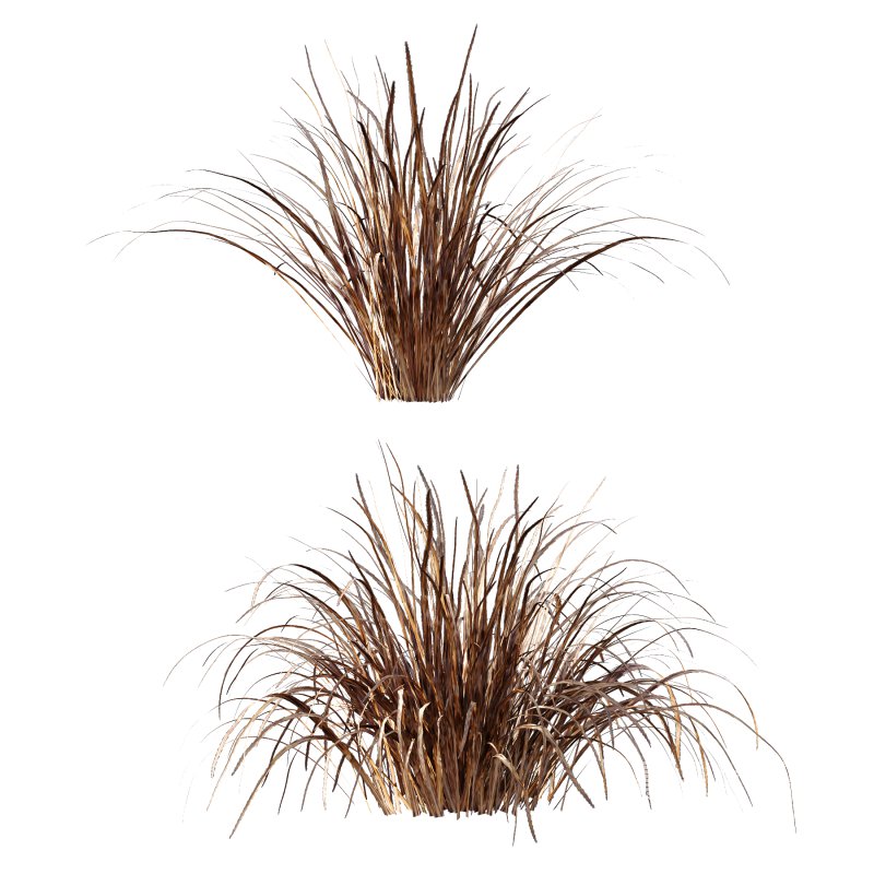 Carex Elata Aurea Grass 04 - Image 2