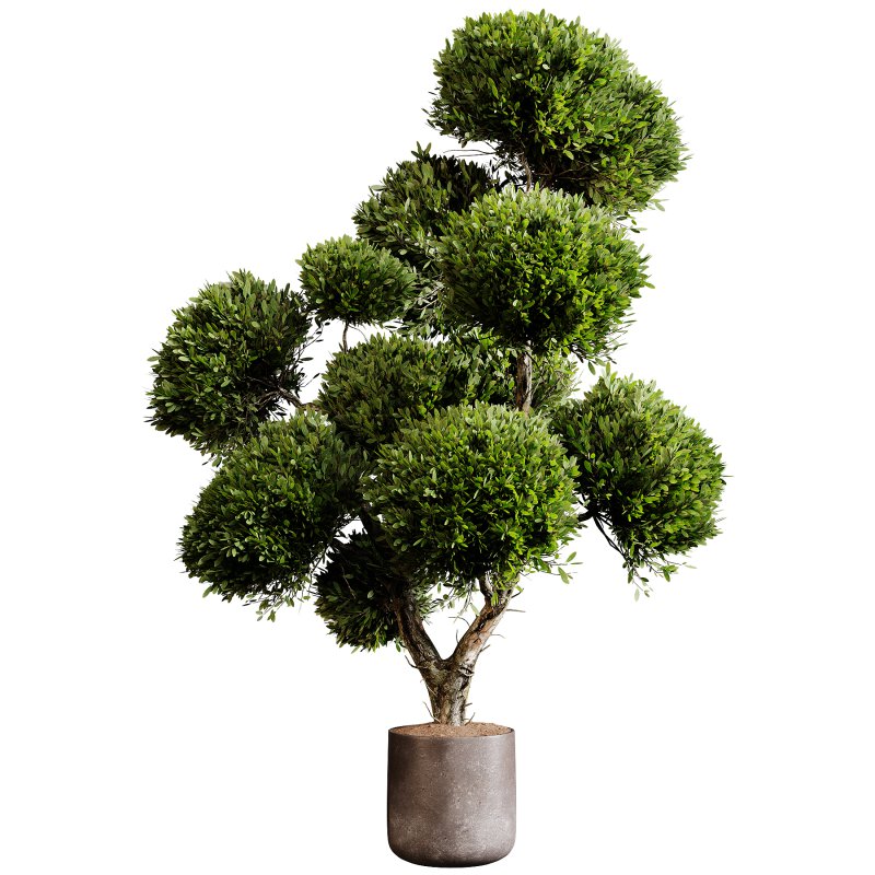 Indoor plants 75 – Plant in pot - Image 4