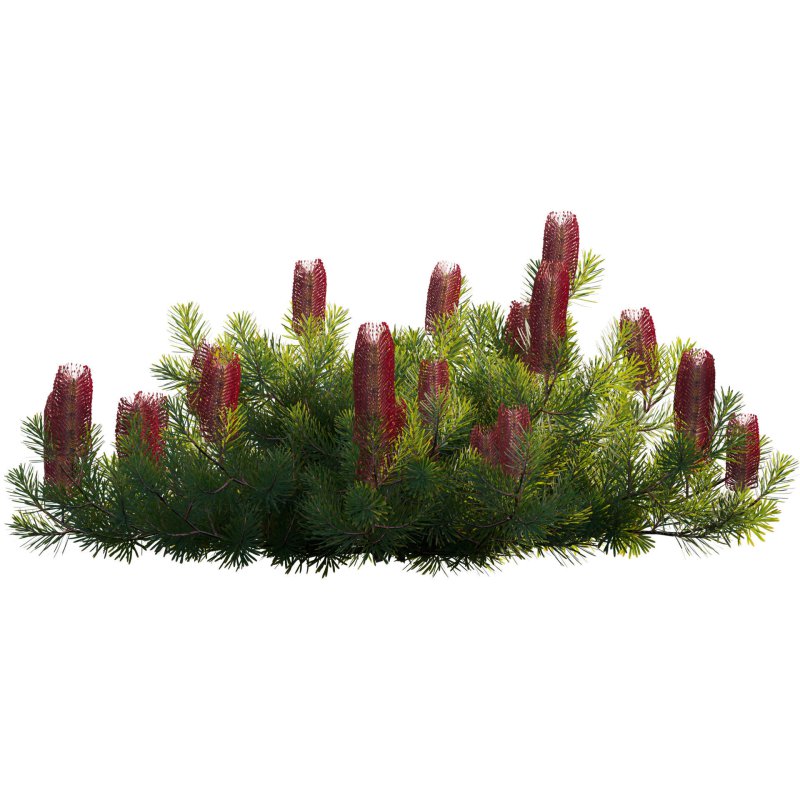 Banksia spinulosa – Hairpin Banksia 03 - Image 2