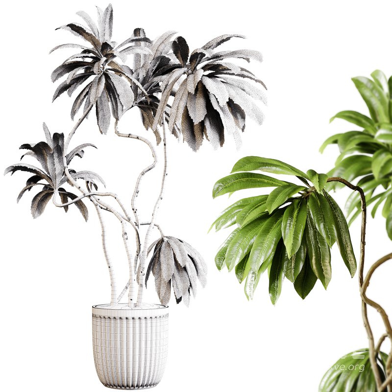 Indoor plants 94- Plant in pot - Image 3