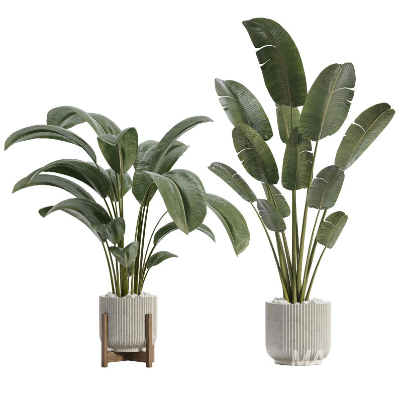 Indoor Plant 03 - Image 1