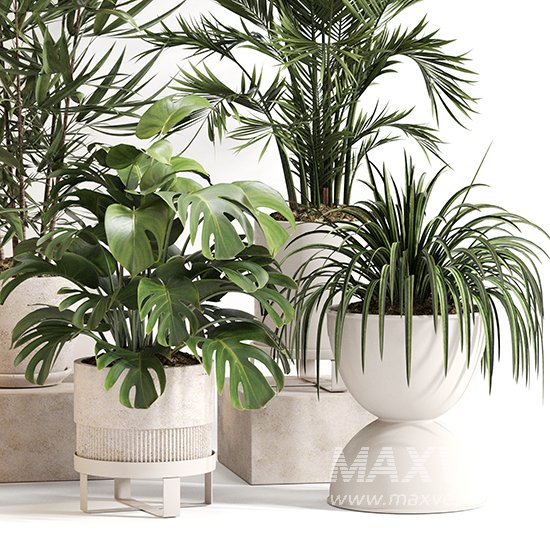 Indoor Plant Set 0158 - Image 4