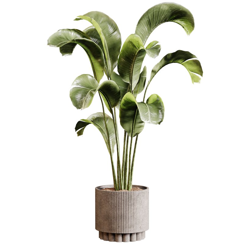 Indoor plants 95 – Plant in pot - Image 5