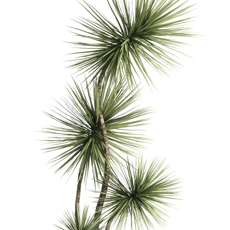 indoor plants – 31 plant in pot - Image 1