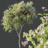 AV Spring blooming trees Butterfly Orchid Geranium Bauhinia and Amelanchier Lamarckii - Thumbnail 1