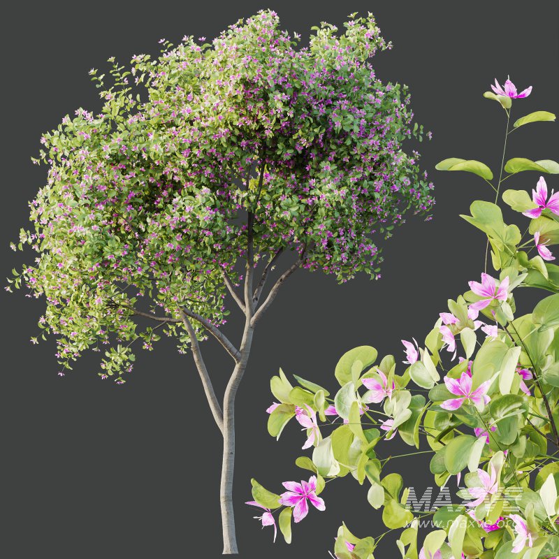AV Spring blooming trees Butterfly Orchid Geranium Bauhinia and Amelanchier Lamarckii - Image 1