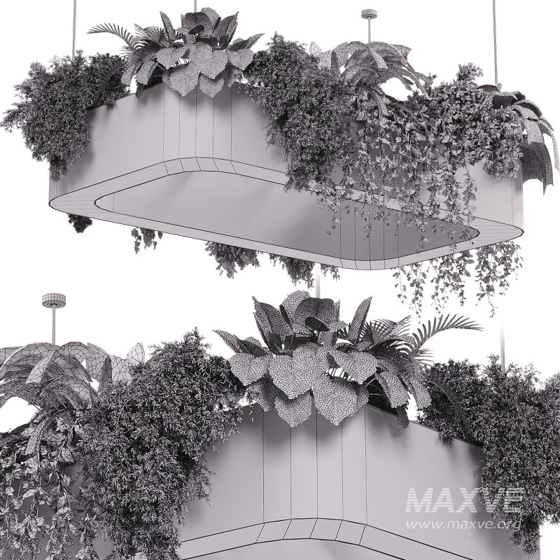 indoor plants – 56 Hanging indoor plant - Image 3