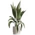 AV Indoor Plants Set 276 Olive Elegant Mission and Banana Strelitzia Nicolai and Areca Palm - Thumbnail 2