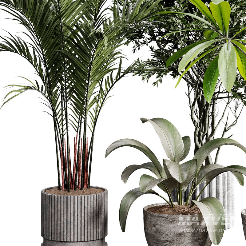 indoor plants 117 – plant collections in pot - Image 1