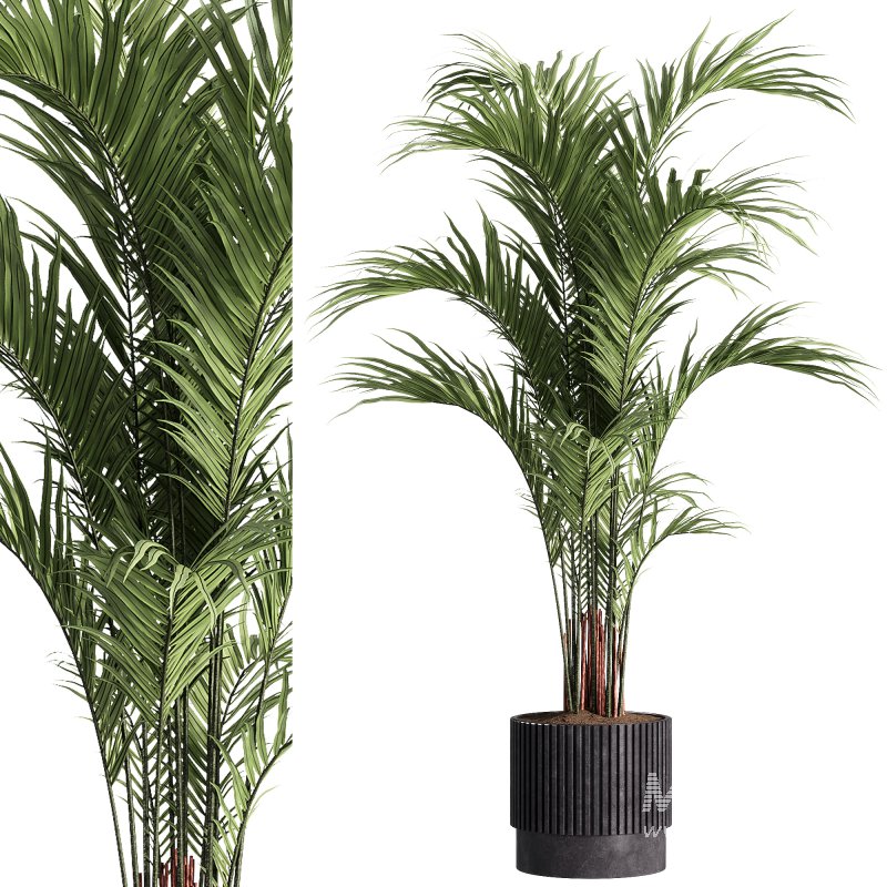 indoor plants – 30 plant in pot - Image 3