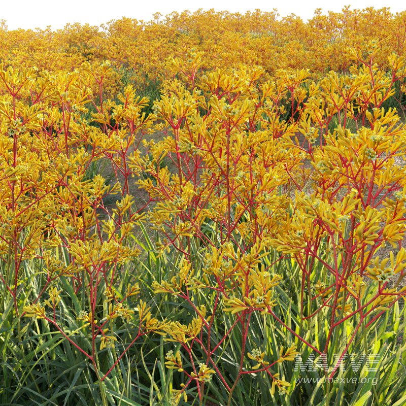 Anigozanthos flavidus – Kangaroo Paw 01 - Image 6
