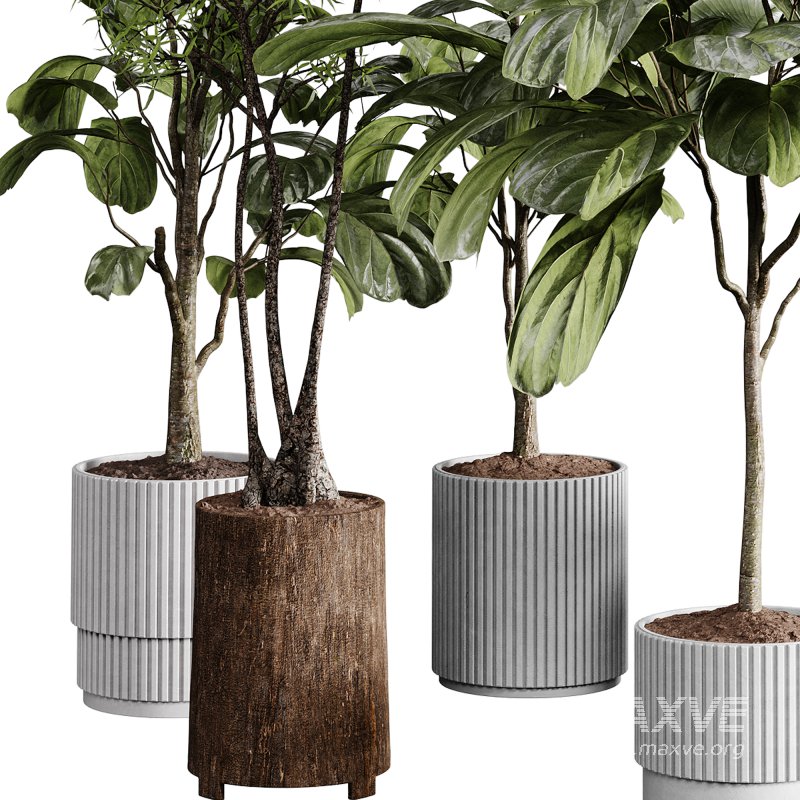 indoor plants 110 – plant collections in pot - Image 2