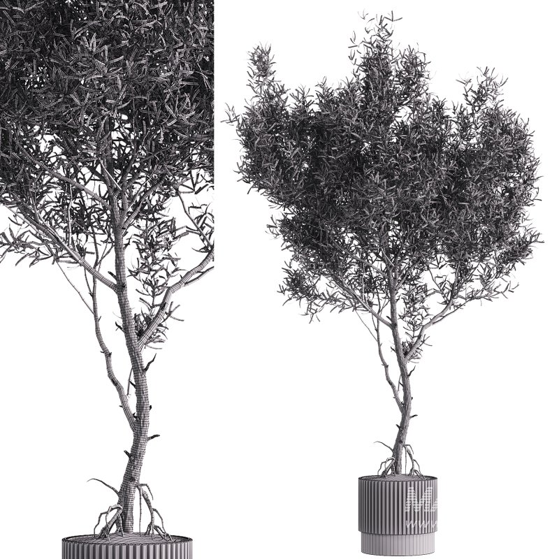 indoor plants – 43 plant in pot - Image 6