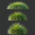 ntal grass native to moist meadows across Europe and western Asia. Its arching lime-yellow blades form dense mounds that shimmer in the light, offering a soft, flowing texture ideal for borders, ground covers, and contemporary garden compositions. - Thumbnail 6