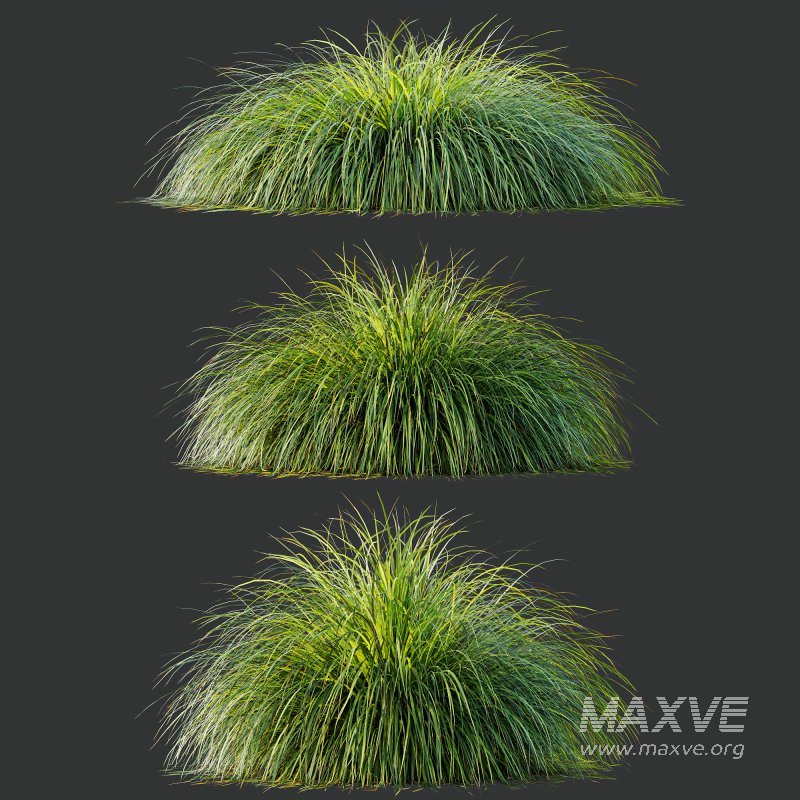 ntal grass native to moist meadows across Europe and western Asia. Its arching lime-yellow blades form dense mounds that shimmer in the light, offering a soft, flowing texture ideal for borders, ground covers, and contemporary garden compositions. - Image 6