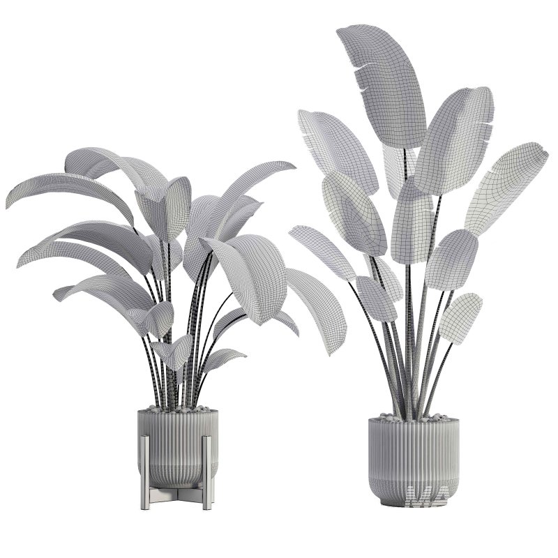 Indoor Plant 03 - Image 4