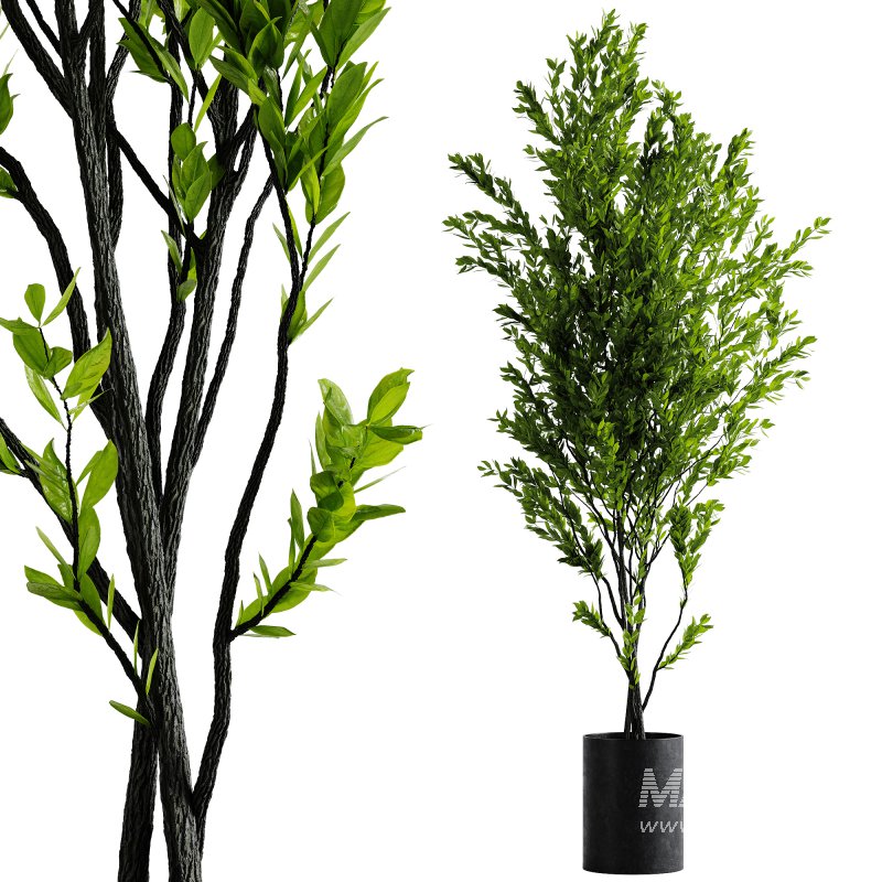 Indoor Plants – 70 Plant in pot - Image 1