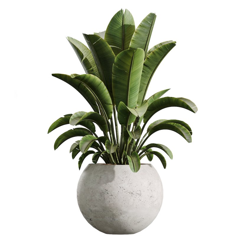 AV Indoor Plants Set 251 Olive Eucalyptus Japandi Ficus Banana Strelitzia Peace Lily - Image 6