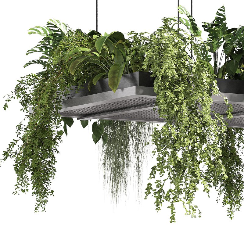 Hanging indoor Plants - Image 2