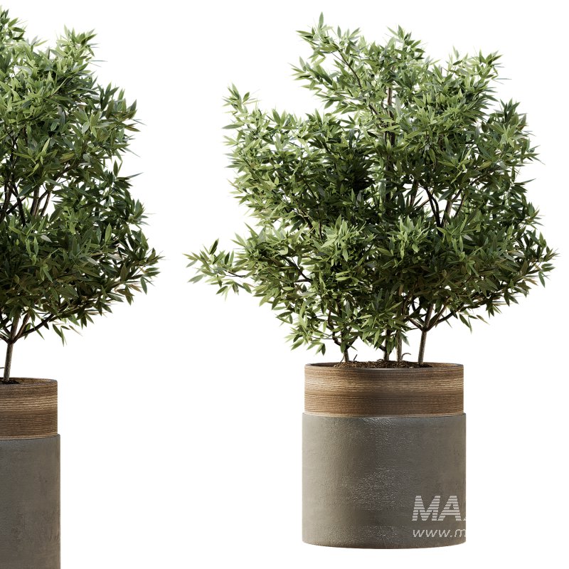 Indoor Plant 43 - Image 5