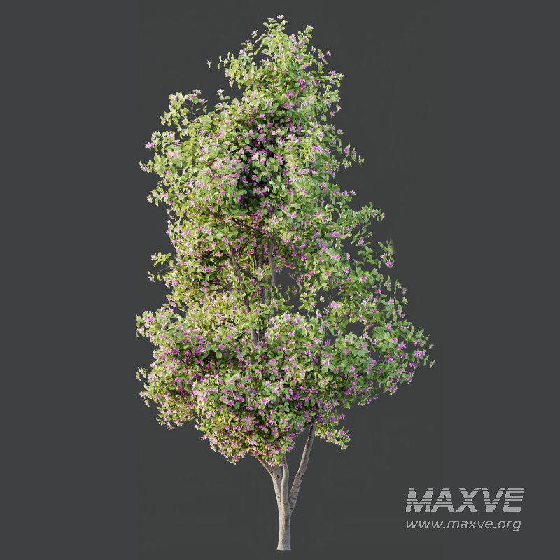 AV Spring blooming trees Butterfly Orchid Geranium Bauhinia and Amelanchier Lamarckii - Image 4