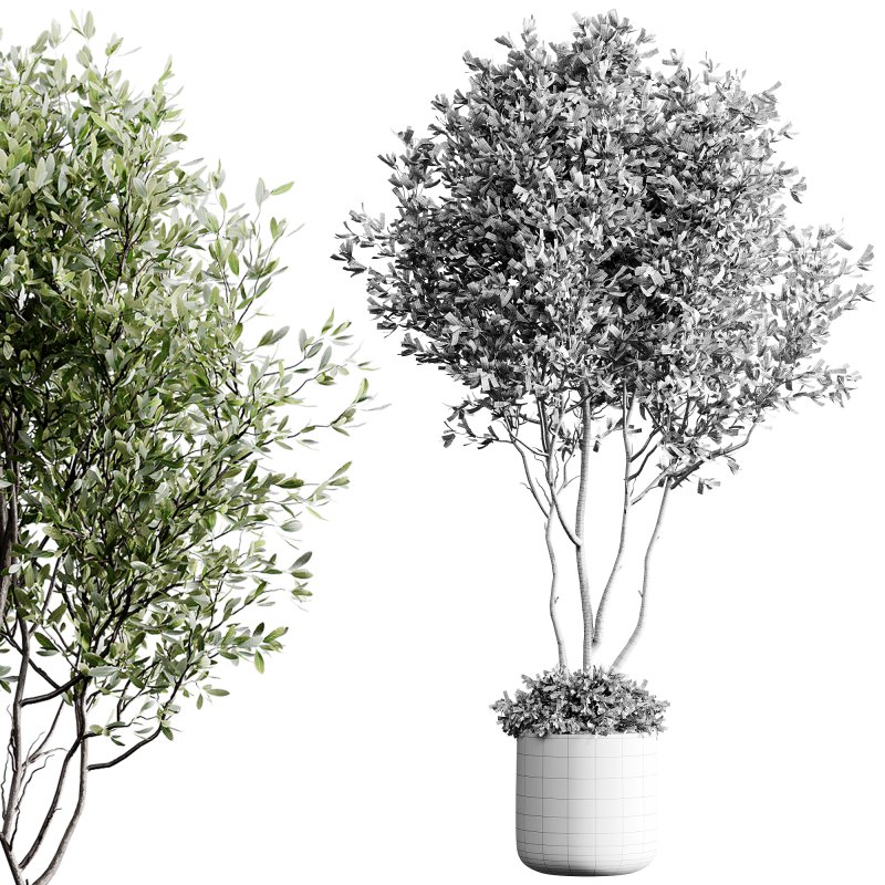 indoor plants 126 – plant in pot - Image 3