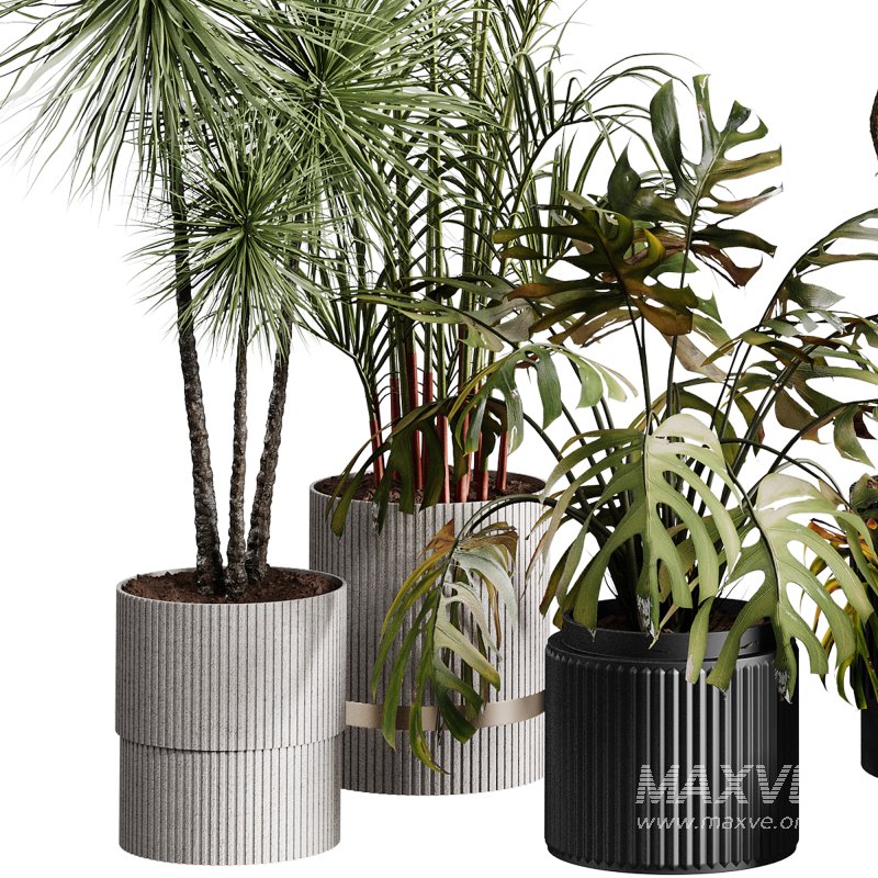 indoor plants 107 – plant collections in pot - Image 6