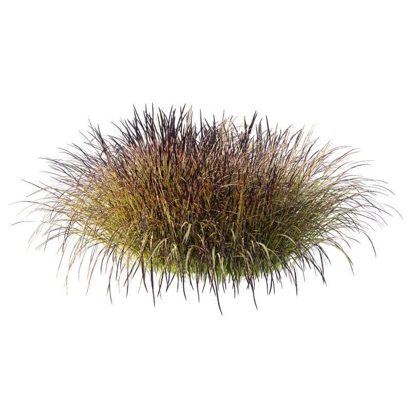 Carex Elata Aurea Grass 03 - Image 5