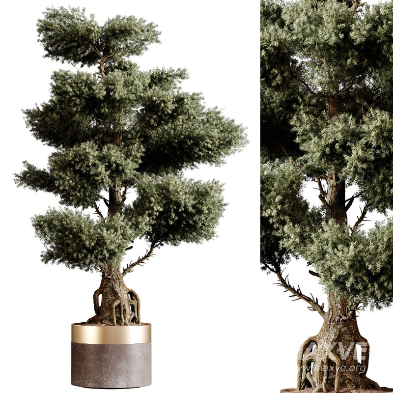 Indoor plants 83 – Plant in pot - Image 2