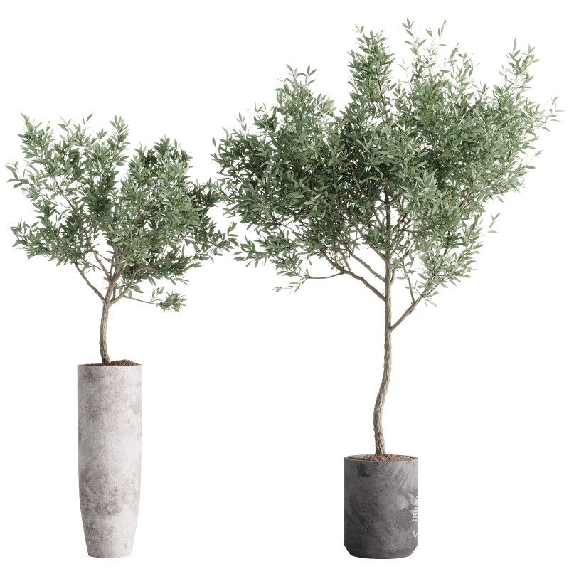 indoor plants – 55 plant in pot - Image 3