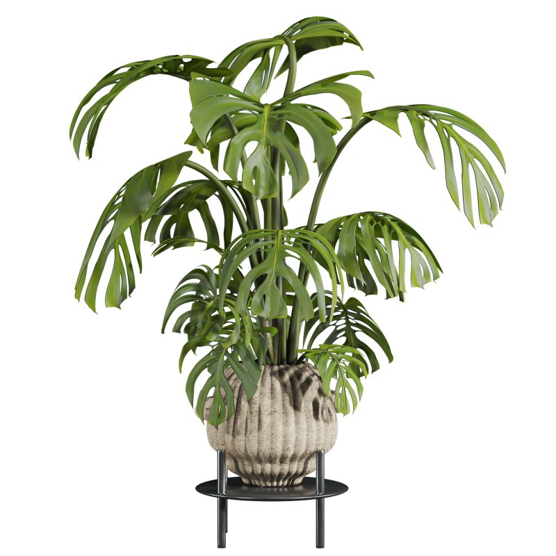 monstera plant - Image 3