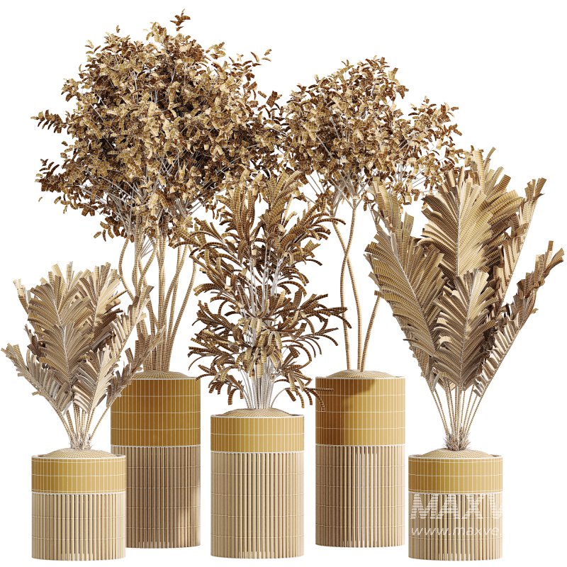 AV Indoor Plants Set 266 Areca Palm and Dypsis Lutescens and Beech Olea Europaea Olive Eucalyptus - Image 7