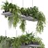 Hanging indoor Plants 03 - Thumbnail 3