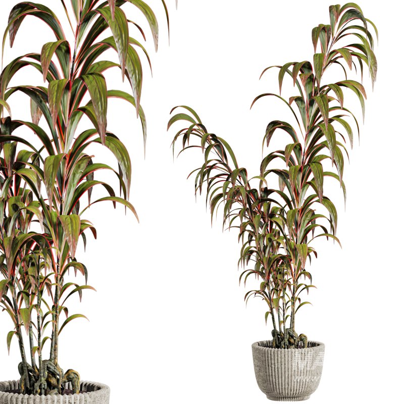 potted plants - Image 2