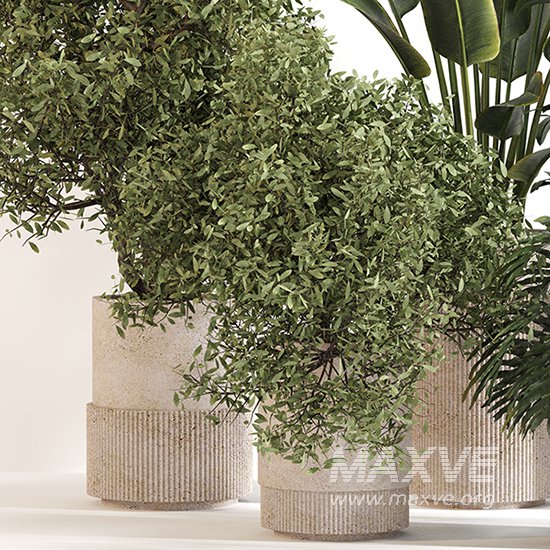 Indoor Plant Set 0154 - Image 2