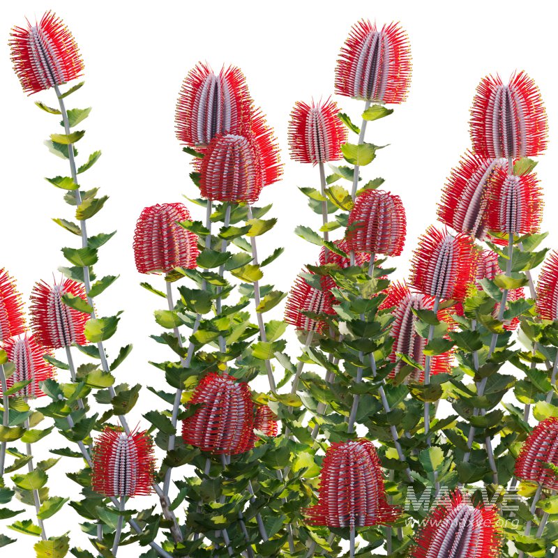Scarlet Banksia – Banksia coccinea 02 - Image 4