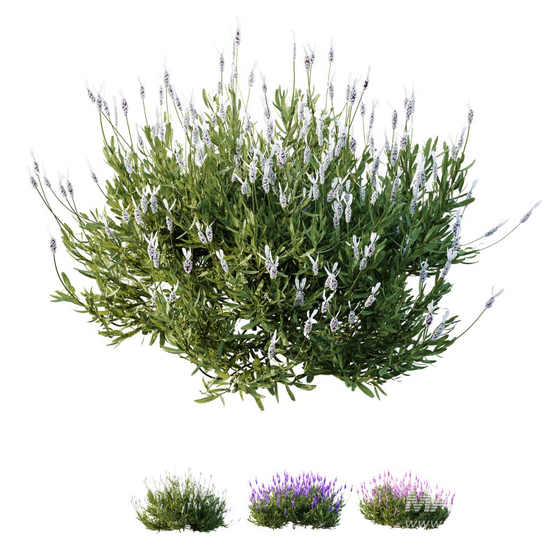 AV spring bushes Lavandula Pedunculata Atlantica Stoechas Subpedunculata and Fruticosa Coastal Rosemary - Image 9