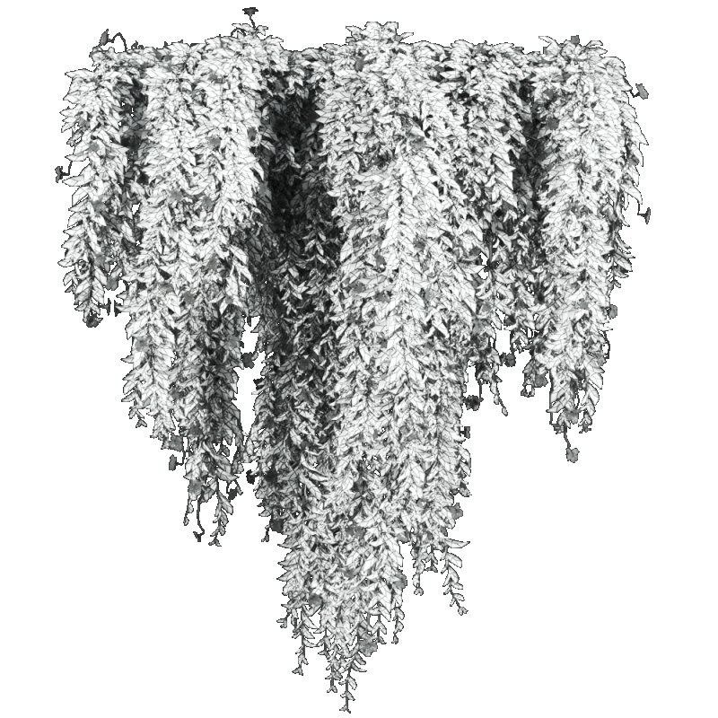 ivy plants - Image 4