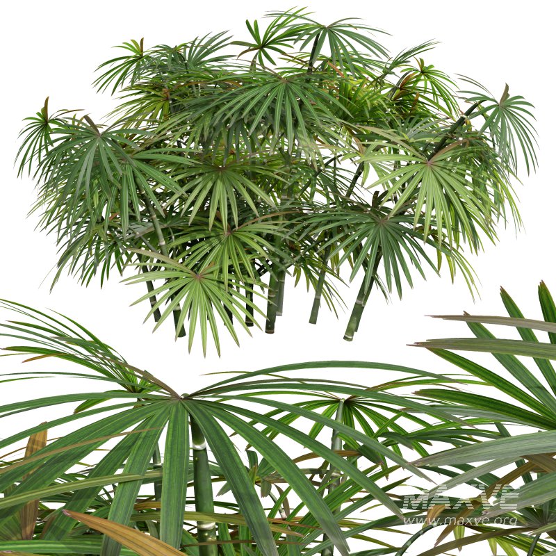 AV spring bushes Sambucus Nigra and Rhapis Excelsa - Image 5