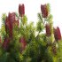 Banksia spinulosa – Hairpin Banksia 03 - Thumbnail 3